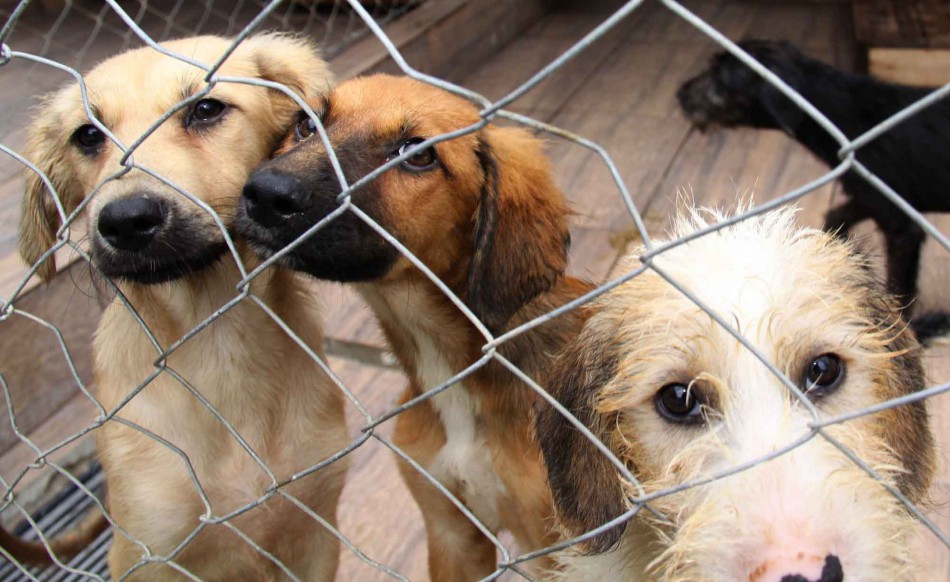 Câmara de Blumenau terá Frente Parlamentar em defesa da causa animal