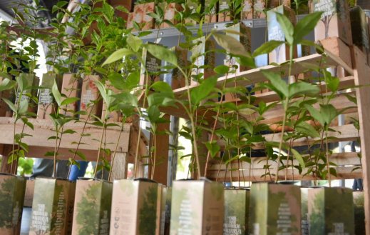 Câmara promove distribuição gratuita de mudas em ação do Junho Verde